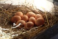 Close-upÃ¢â¬â¹ ofÃ¢â¬â¹ fresh chicken eggs with nestÃ¢â¬â¹ inÃ¢â¬â¹ theÃ¢â¬â¹ woodÃ¢â¬â¹enÃ¢â¬â¹ box, A pile of brown eggs in a nest. Royalty Free Stock Photo